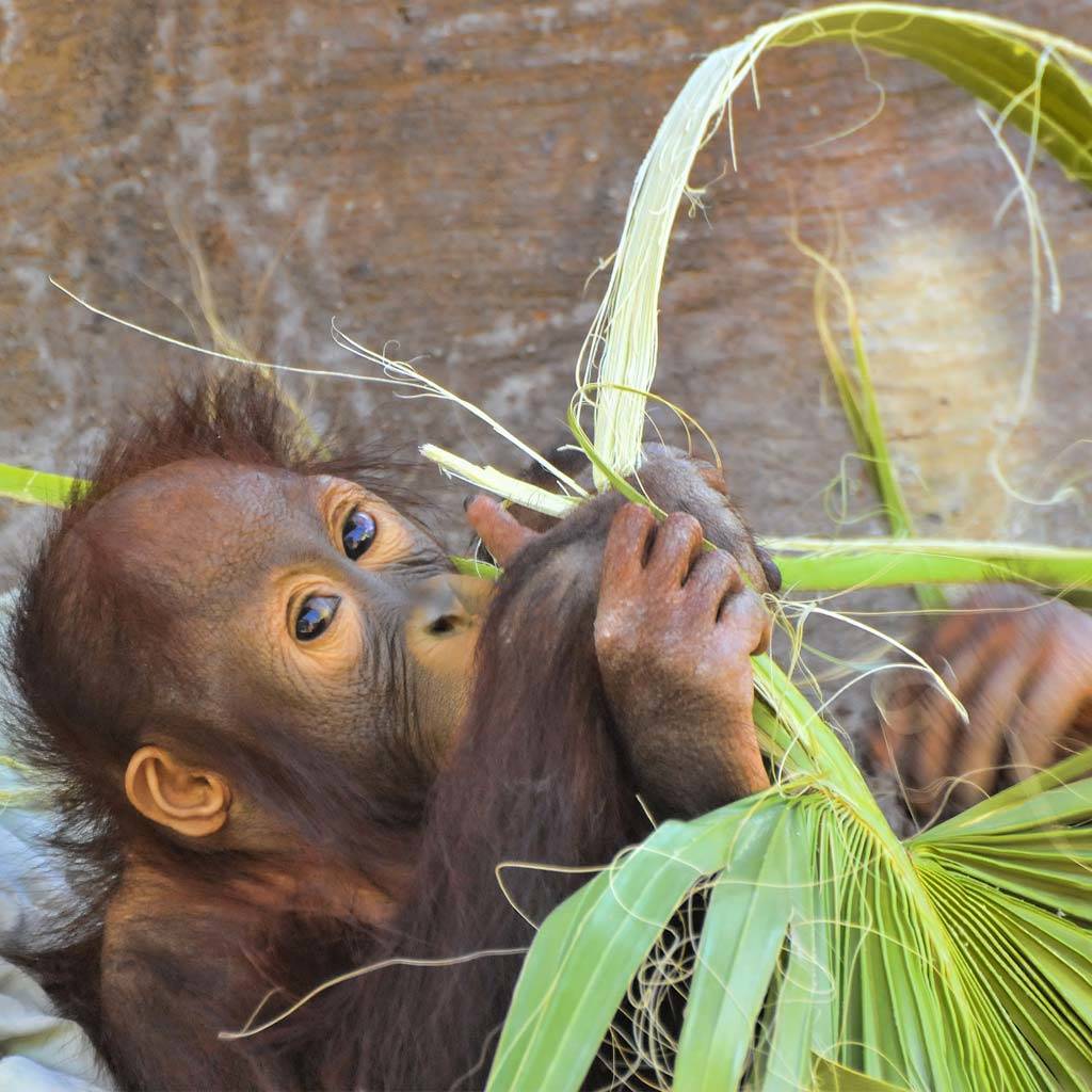 Orangutan Kalimantan