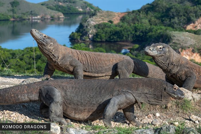 Draghi di Komodo