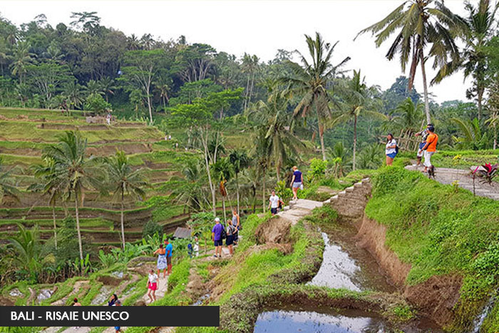 bali-risaie