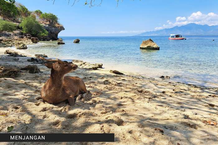 menjangan daini bali