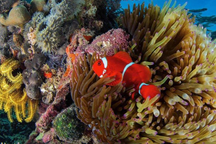 komodo-resort-diving